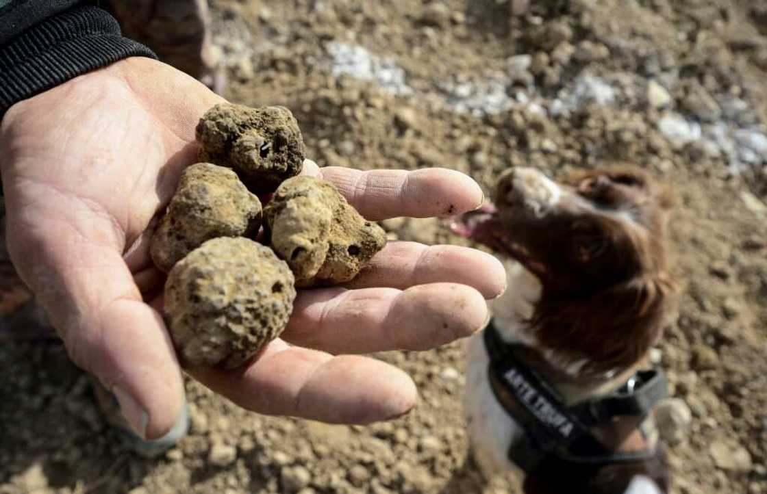 Black truffles are one of the most exclusive and expensive delicacies on the planet Black truffles are one of the most exclusive and expensive delicacies on the planet