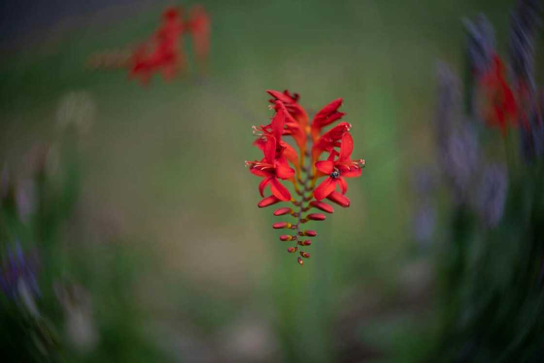 A close-up photo of a crocosmia