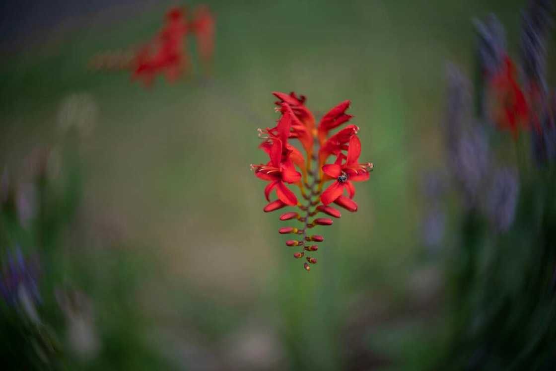 A close-up photo of a crocosmia A close-up photo of a crocosmia