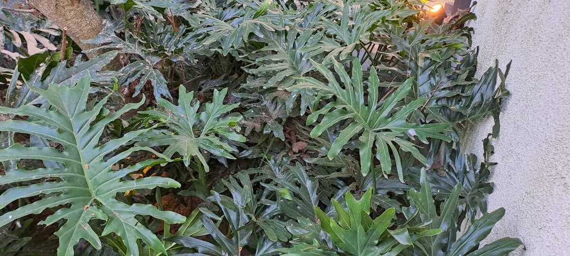 Grey/green plants