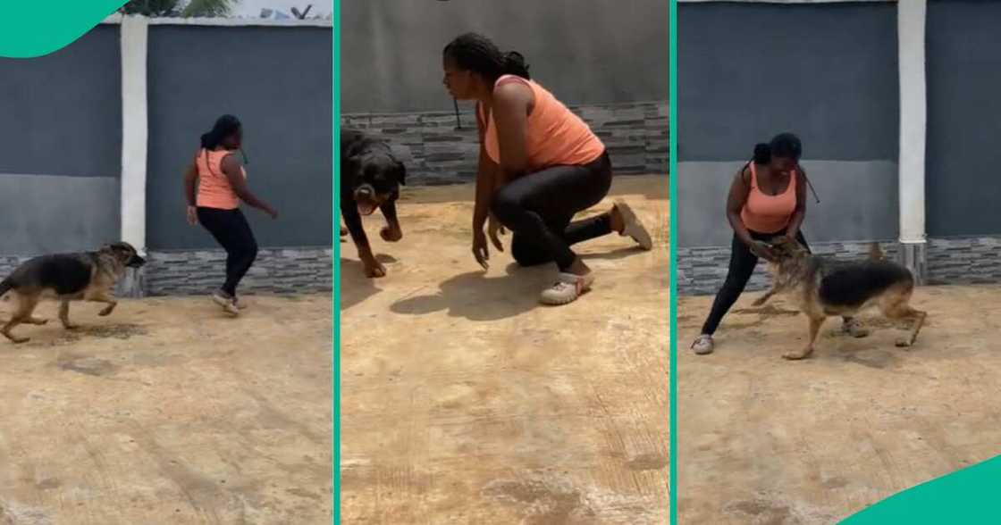 Video: This lady is pretending to fain to to see what her dogs would do