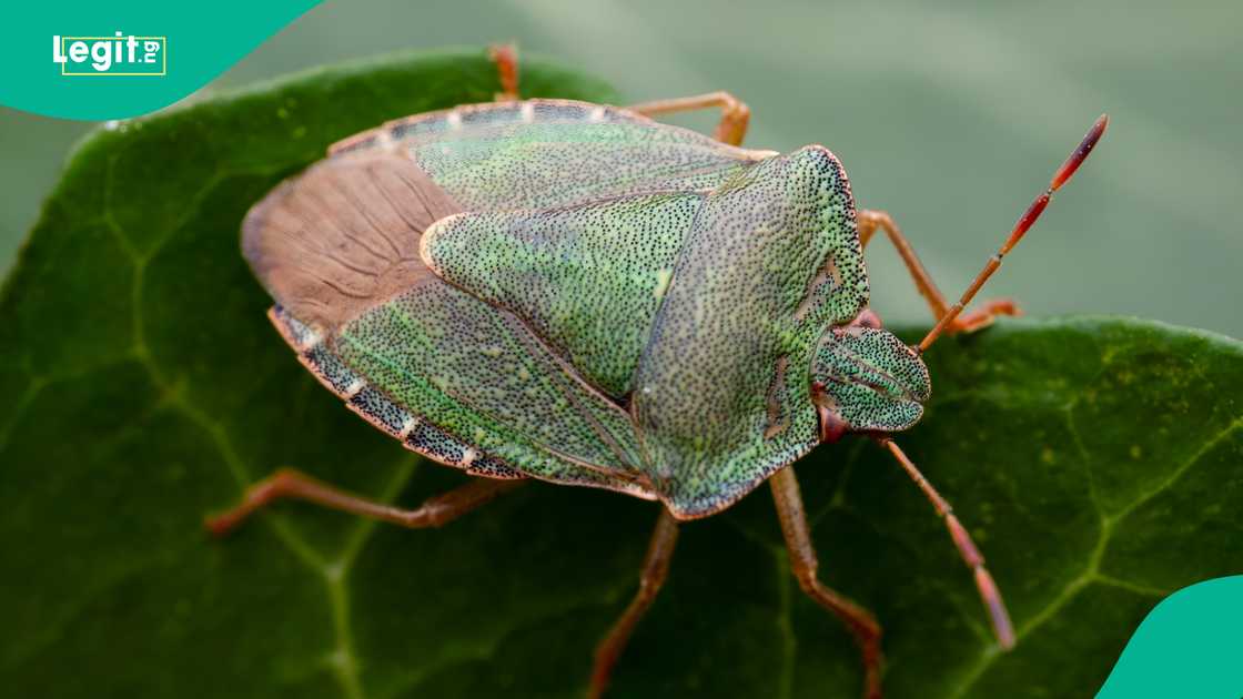 Shield bugs are mobile insects commonly found in gardens, grass patches, and agricultural plantations. Shield bugs are mobile insects commonly found in gardens, grass patches, and agricultural plantations.
