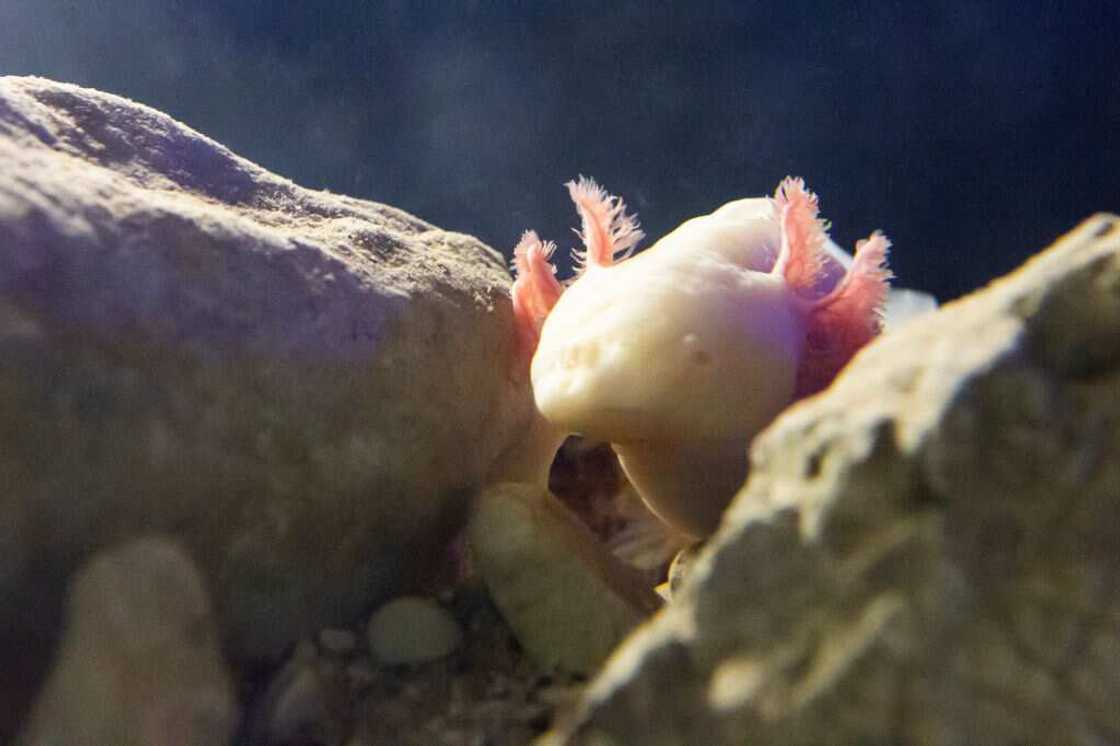 Axolotl Axolotl