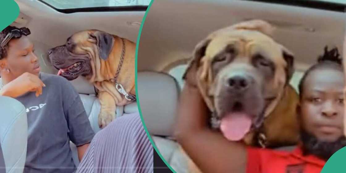 Photo of dog Photo of dog