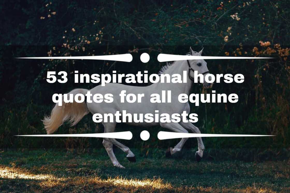 horse quotes