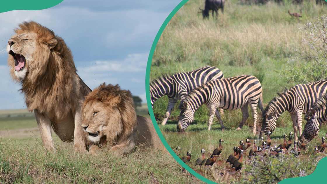 Two lions, a herd of zebras and black birds