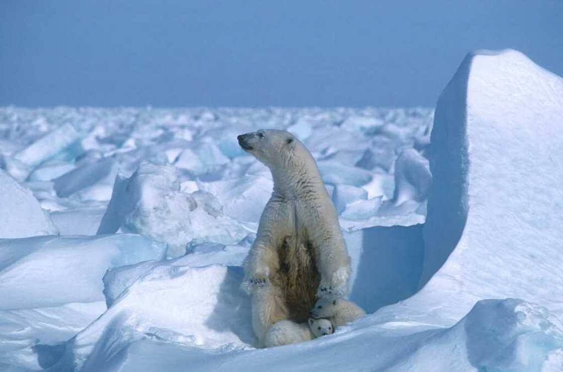 The National Petroleum Reserve in Alaska (NPR-A) is an ecologically important region for grizzly and polar bears, caribou (reindeer) and hundreds of thousands of migratory birds