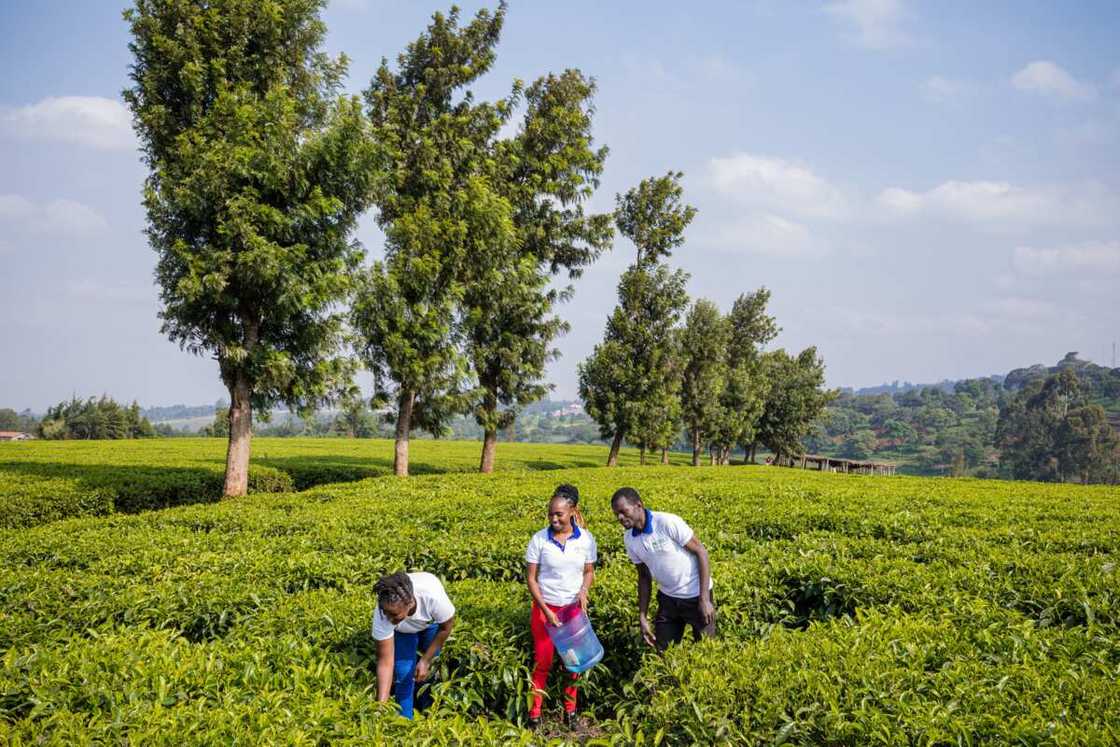 advantages and disadvantages of the land tenure system in Nigeria advantages and disadvantages of the land tenure system in Nigeria