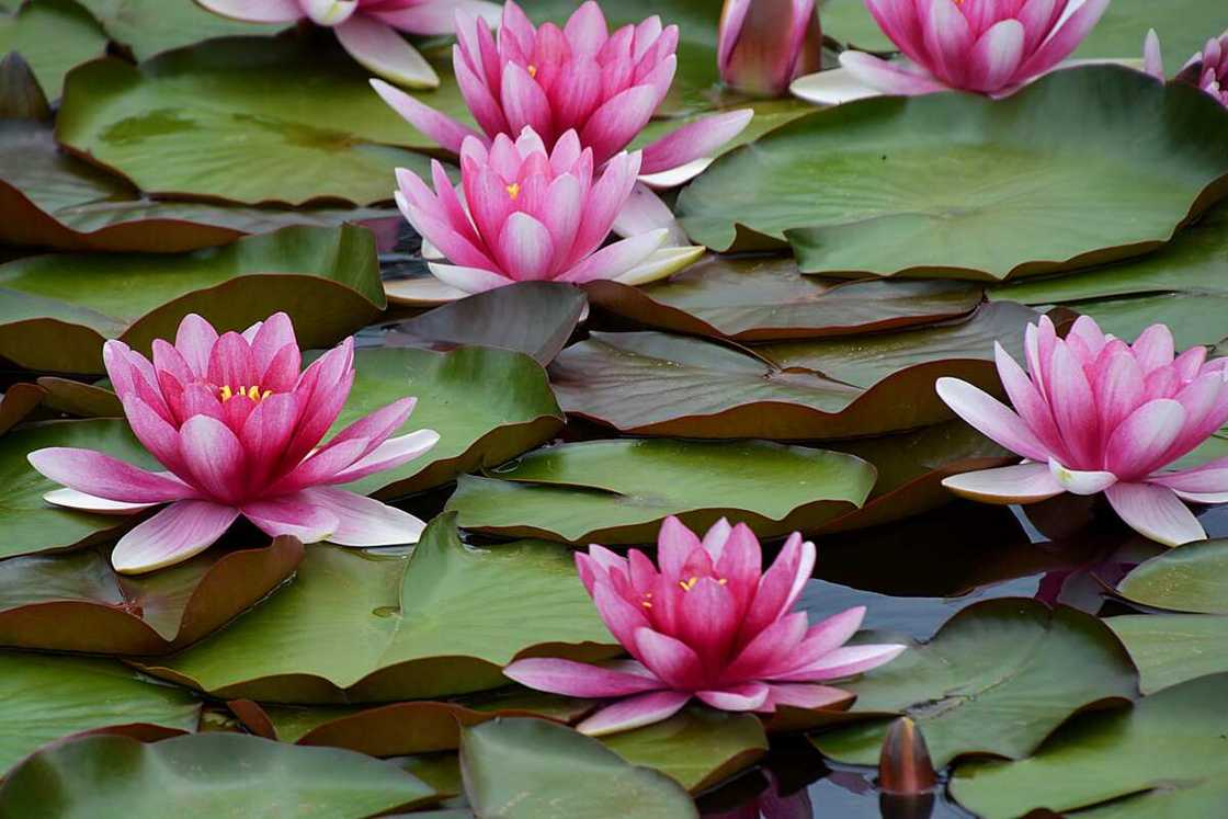 Beautiful lotus flower in a little pond Beautiful lotus flower in a little pond