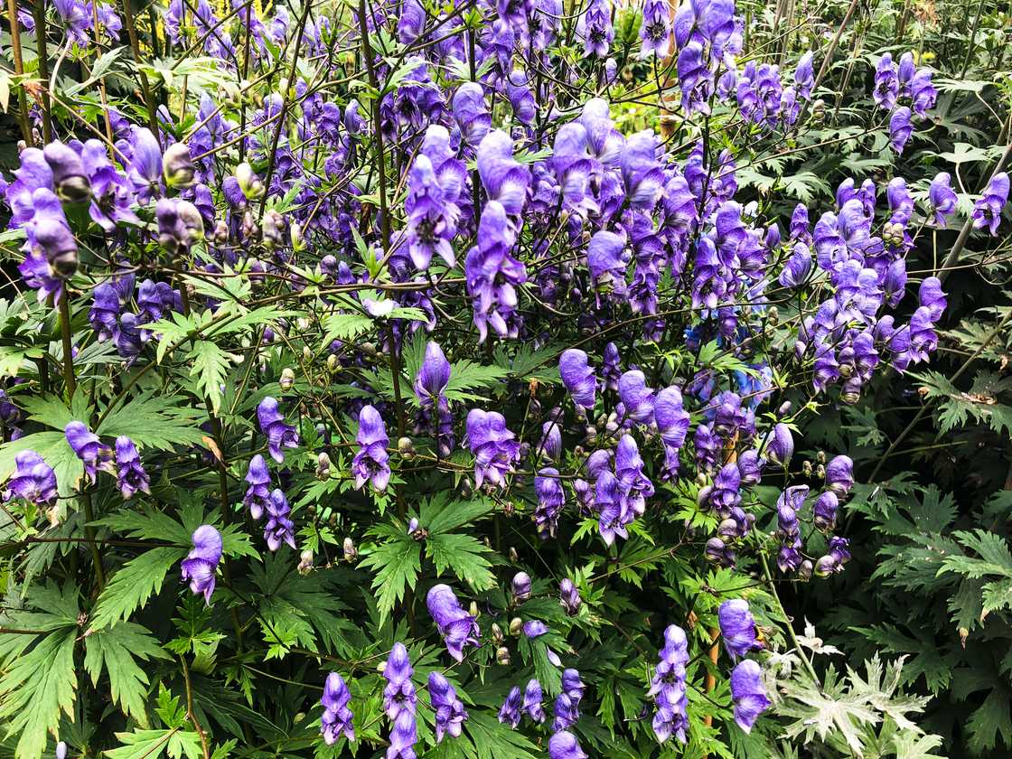 Aconite flower in bloom. Aconite flower in bloom.