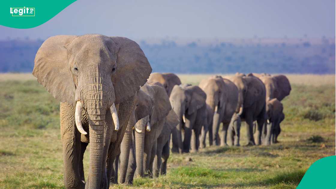 Elephant deaths highlight illegal pesticide use in Kenya’s Kimana corridor. Elephant deaths highlight illegal pesticide use in Kenya’s Kimana corridor.