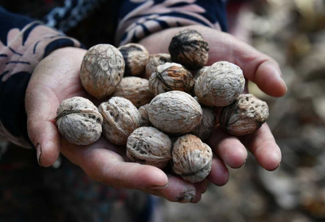 The forest outside Arslanbob in the Kyrgyz mountains is the world's biggest wild walnut grove