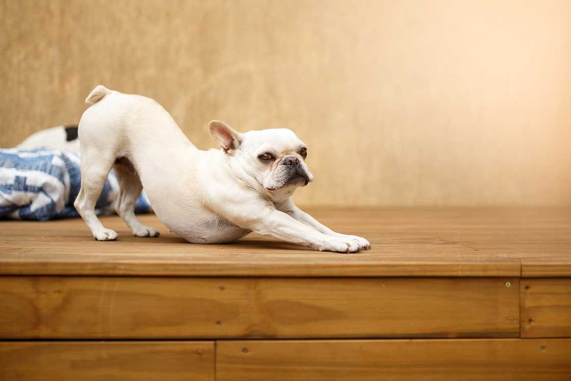 Sleepy french bulldog stretching