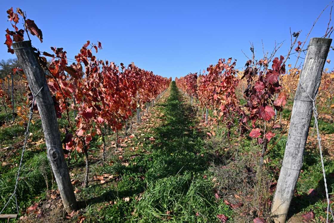 Flavescence doree is 'one of the most dangerous diseases' threatening vineyards today, according to OIV