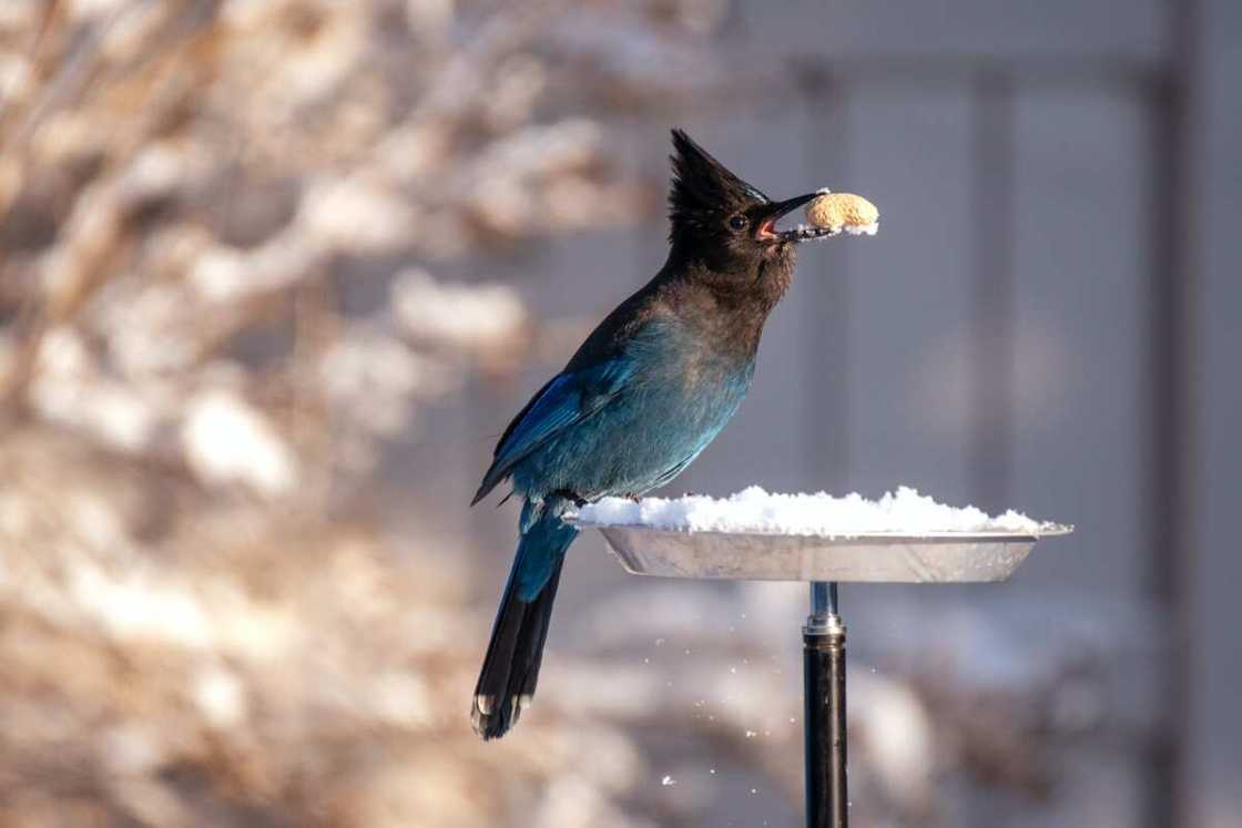 What do birds symbolize in culture?