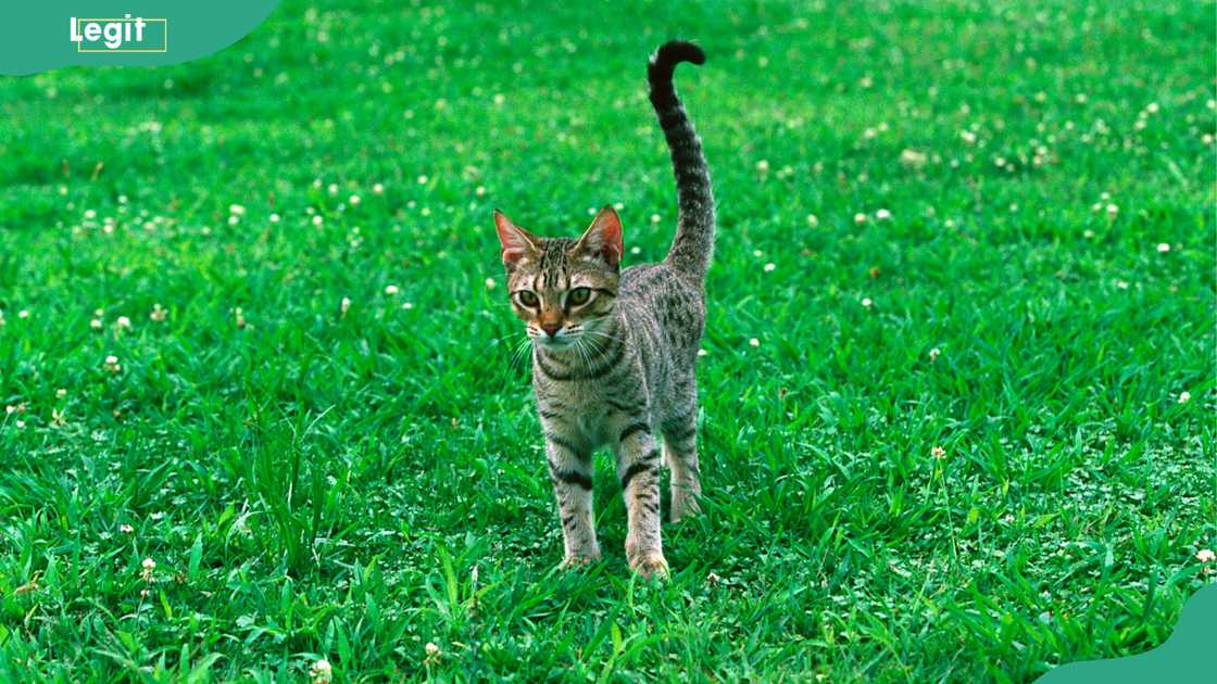 An Ocicat pictured in a garden