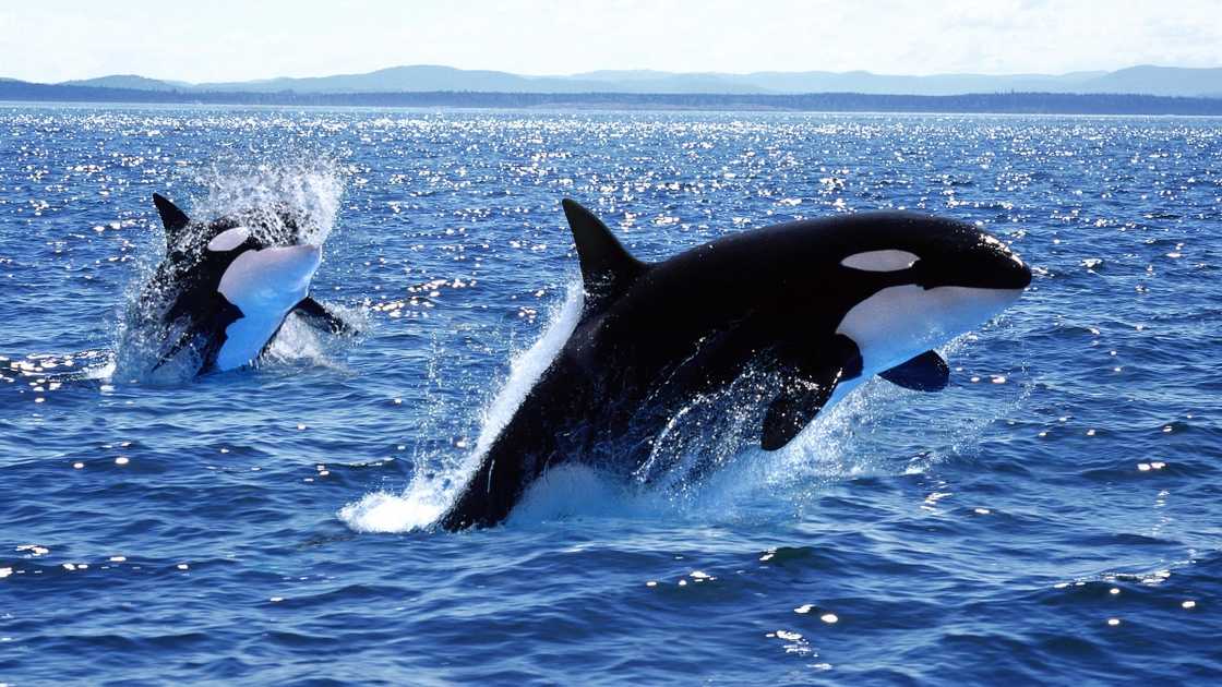 A killer whale mother and calf leaping out of the water.