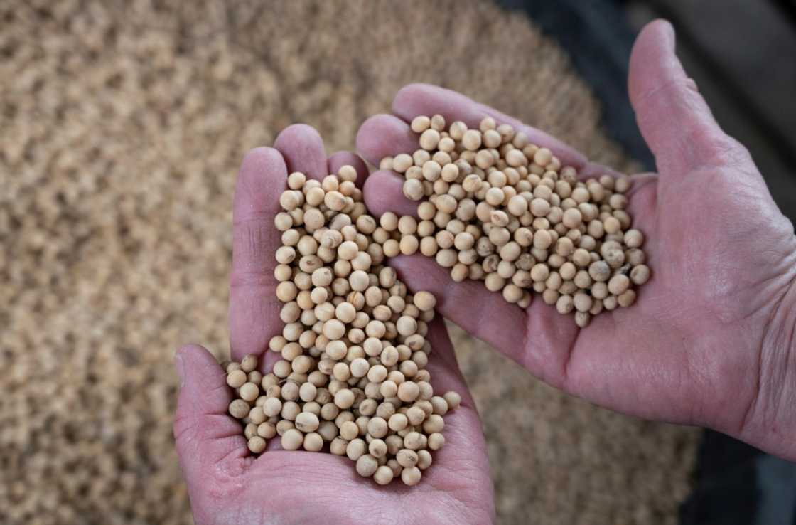 US agricultural exports are poised to be hard-hit if Washington and Beijing move forward with steep new tariffs, analysts say US agricultural exports are poised to be hard-hit if Washington and Beijing move forward with steep new tariffs, analysts say