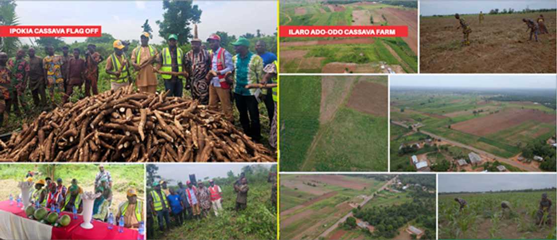 Industrial-scale cassava production in Ogun powers jobs and revenue