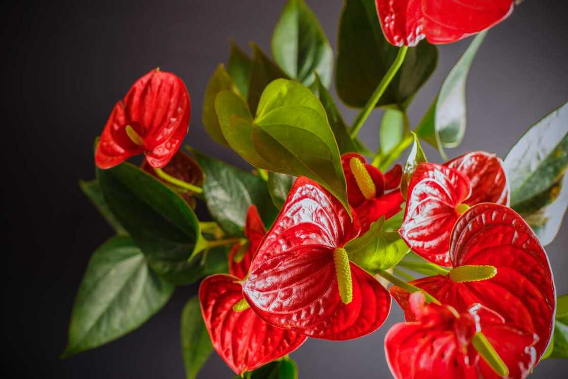 Anthurium flowers