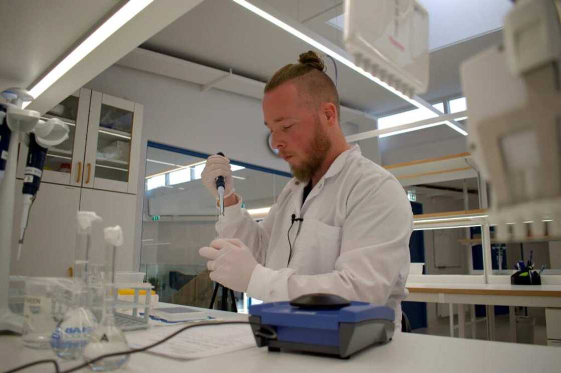 Farmers use the extracted hormone to improve the fertility of other livestock around the world - but the foals are meanwhile usually sent to the slaughterhouse Farmers use the extracted hormone to improve the fertility of other livestock around the world - but the foals are meanwhile usually sent to the slaughterhouse