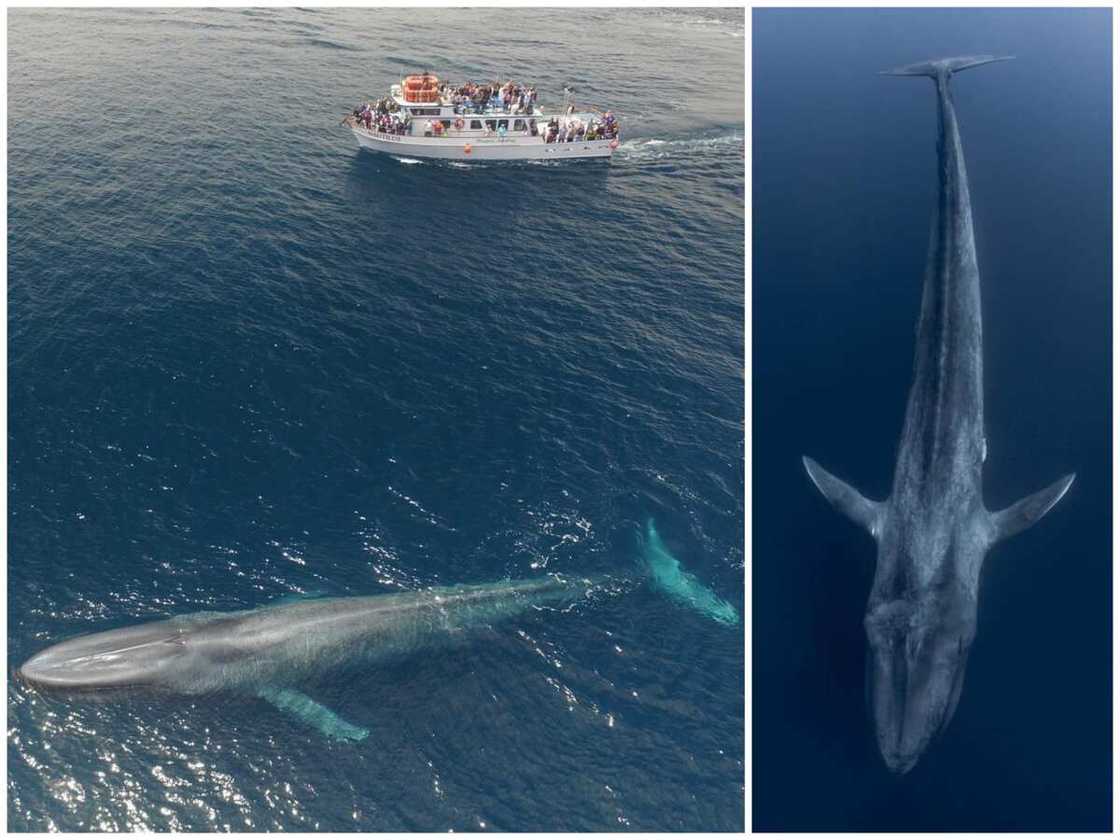 largest things in the world largest things in the world