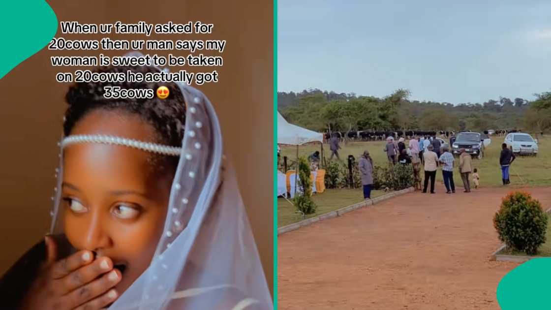 Man presents 35 cows to his bride's family. Man presents 35 cows to his bride's family.
