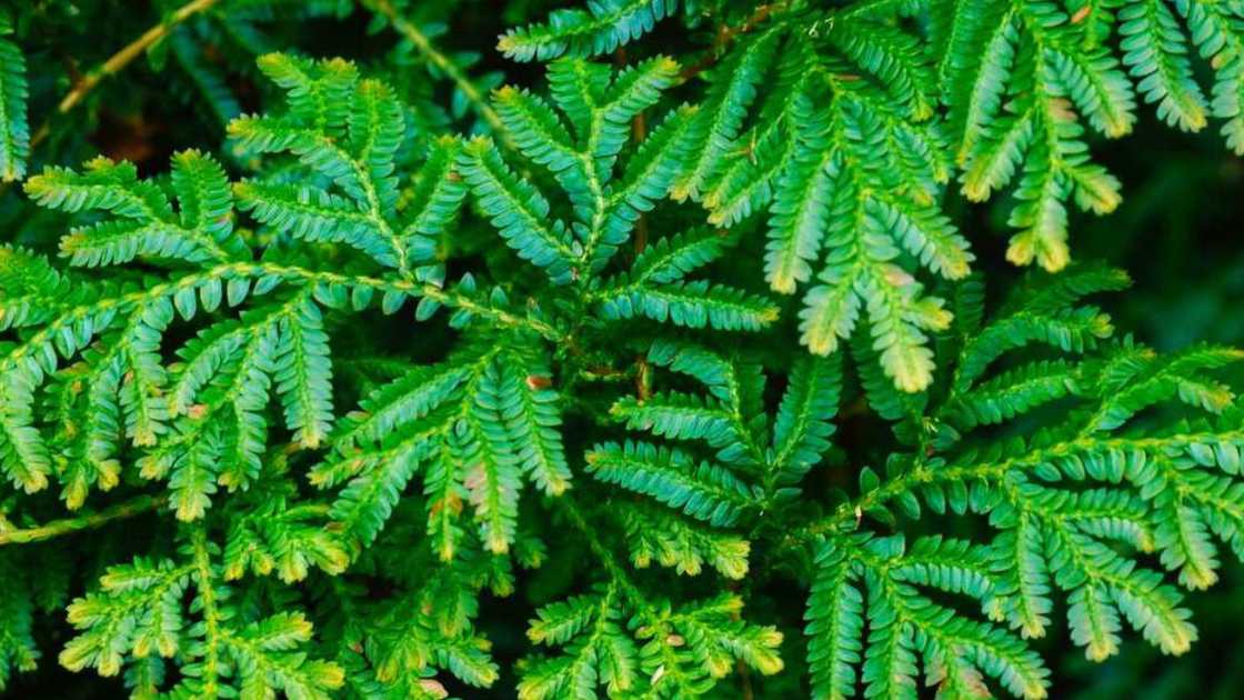 A close-up picture of Selaginella kraussiana
