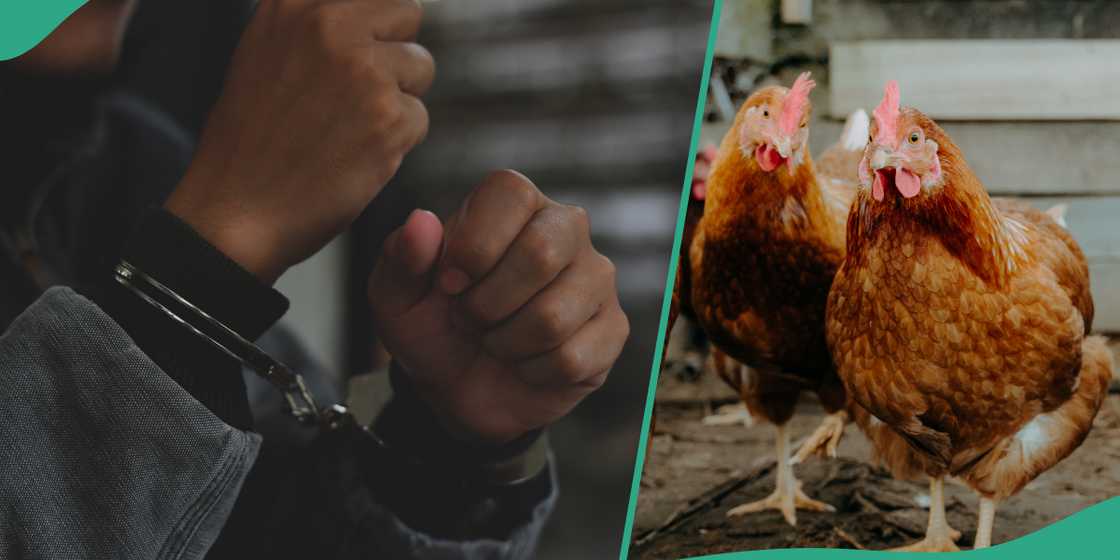 How Segun Olowookere was sentenced to death for allegedly stealing fowl in Osun state How Segun Olowookere was sentenced to death for allegedly stealing fowl in Osun state