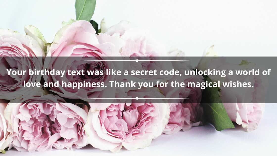 Pink roses on a white background Pink roses on a white background