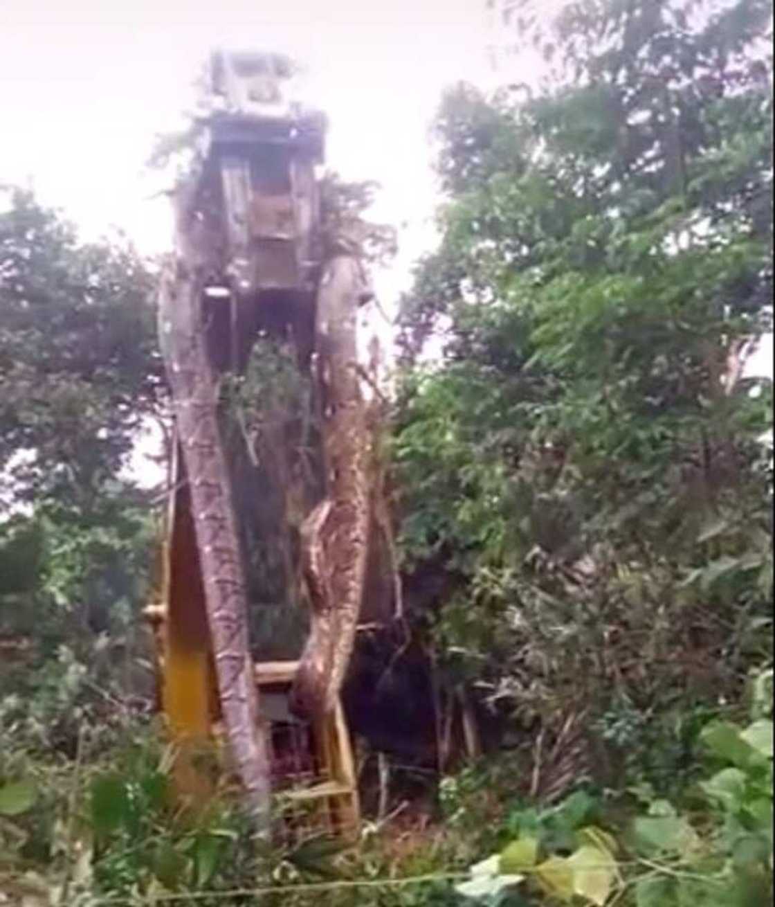 Bidiyo da hotunan maciji mafi girma da aka taba gani a duniya