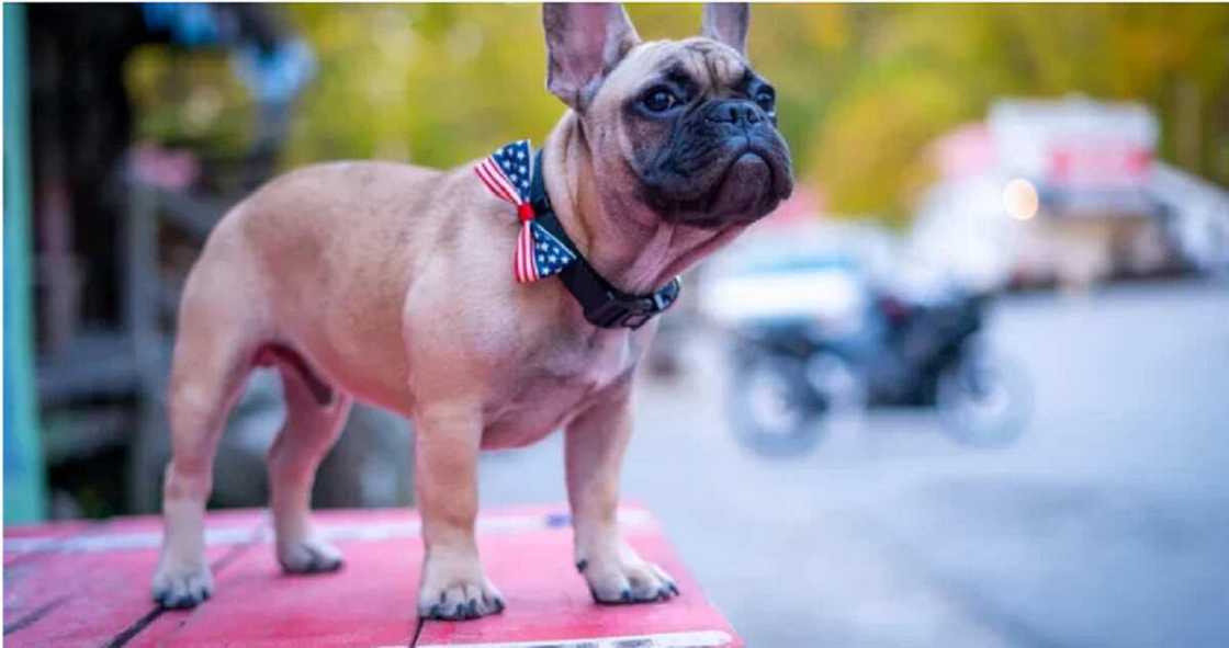 Kare ya lashe zaben magajin gari a Kentucky Kare ya lashe zaben magajin gari a Kentucky