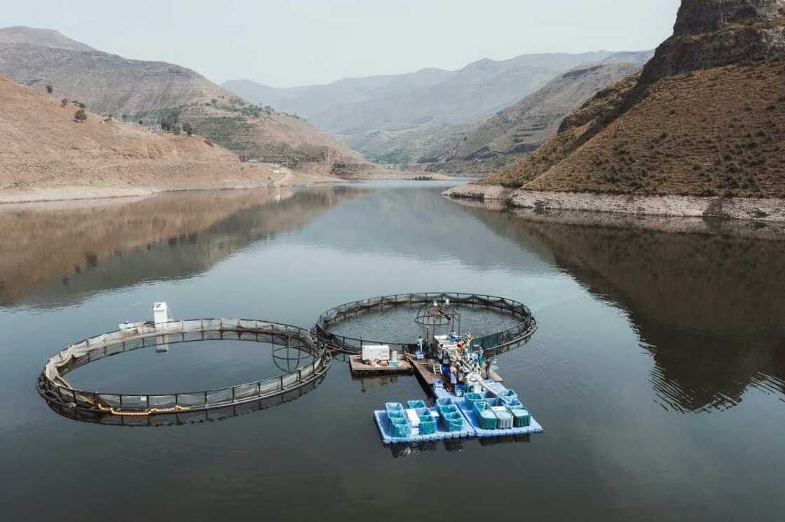Katse Fish Farms lies more than 2,000 metres above sea level in the mountains of Lesotho Katse Fish Farms lies more than 2,000 metres above sea level in the mountains of Lesotho