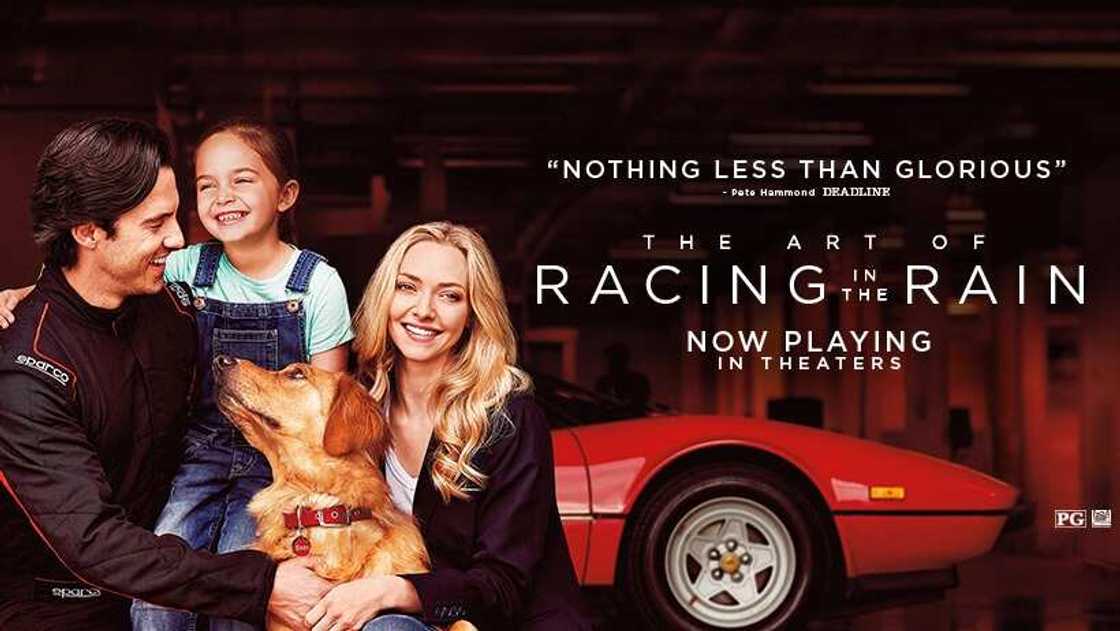 the art of racing in the rain summary the art of racing in the rain summary