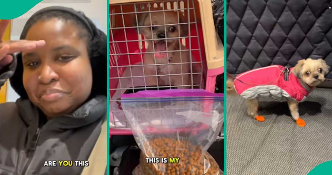 Lady overjoyed as her dog reunites with her in Canada.