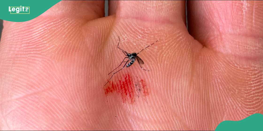 The mosquito species believed to have adapted to Iceland’s increasingly mild climate.