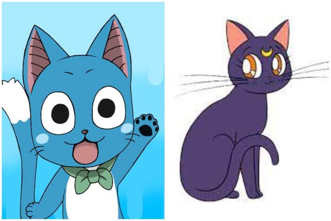 anime cats anime cats