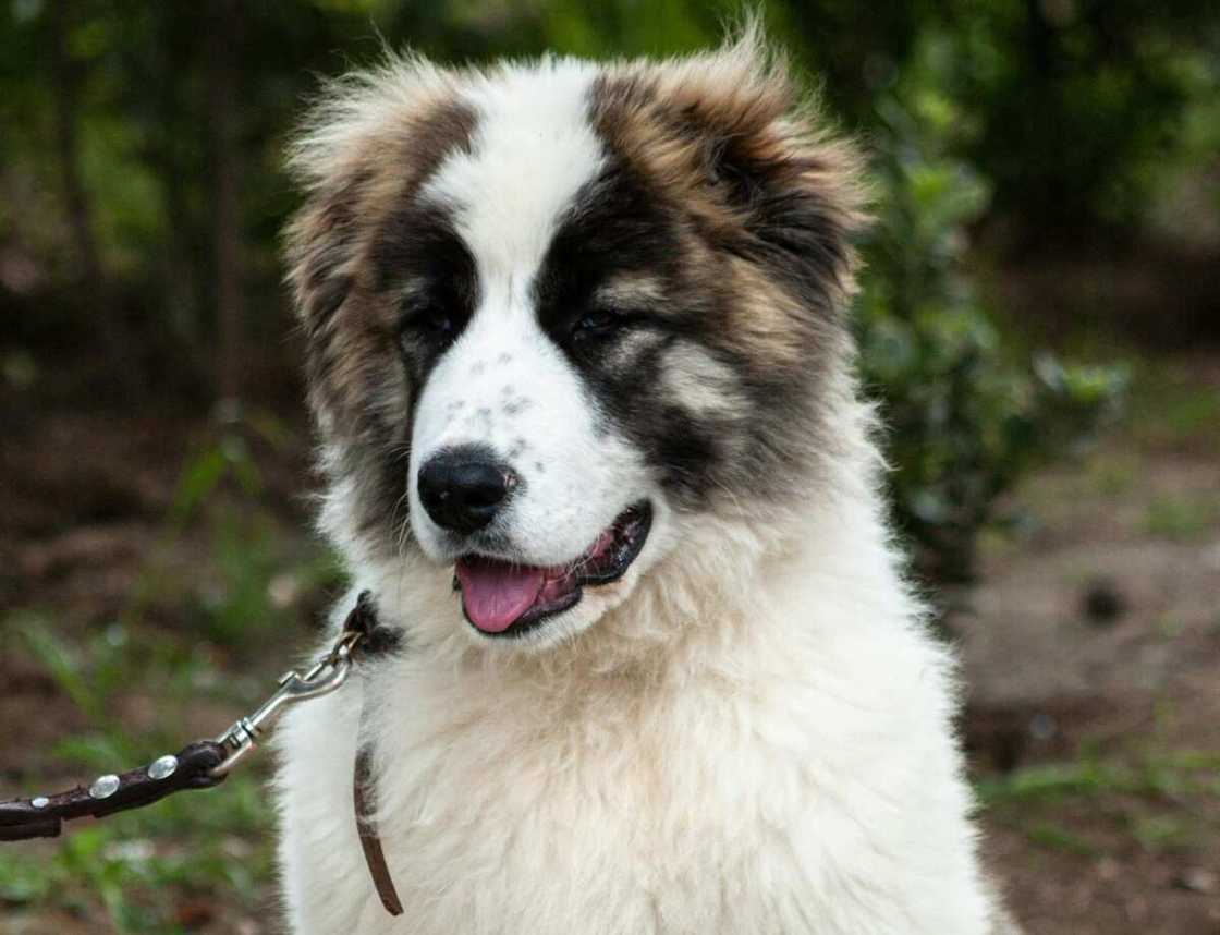 A Caucasian Shepherd puppy sitting on concrete with a leash