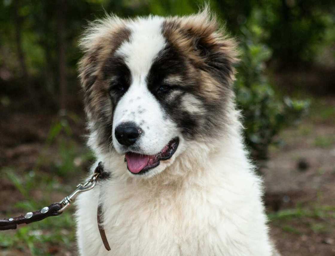 A Caucasian Shepherd puppy sitting on concrete with a leash A Caucasian Shepherd puppy sitting on concrete with a leash