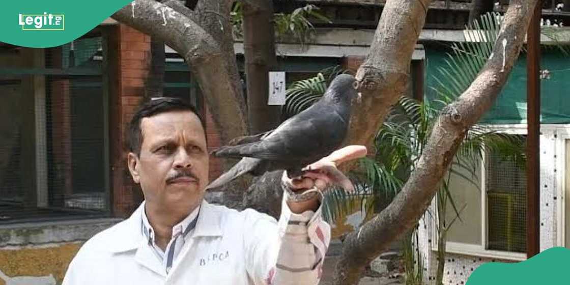 An kama tantabara kan zargin yi wa China leken asiri a Indiya An kama tantabara kan zargin yi wa China leken asiri a Indiya