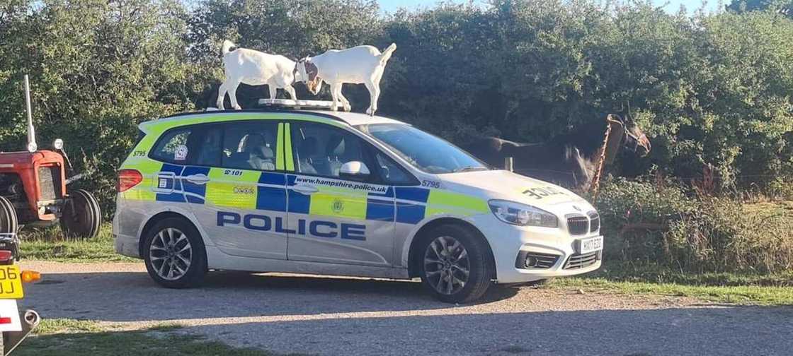 'Yan sanda na neman wasu akuyoyi ruwa ajallo, bayan akuyoyin sun lalata musu motar da suke fita aiki da ita 'Yan sanda na neman wasu akuyoyi ruwa ajallo, bayan akuyoyin sun lalata musu motar da suke fita aiki da ita