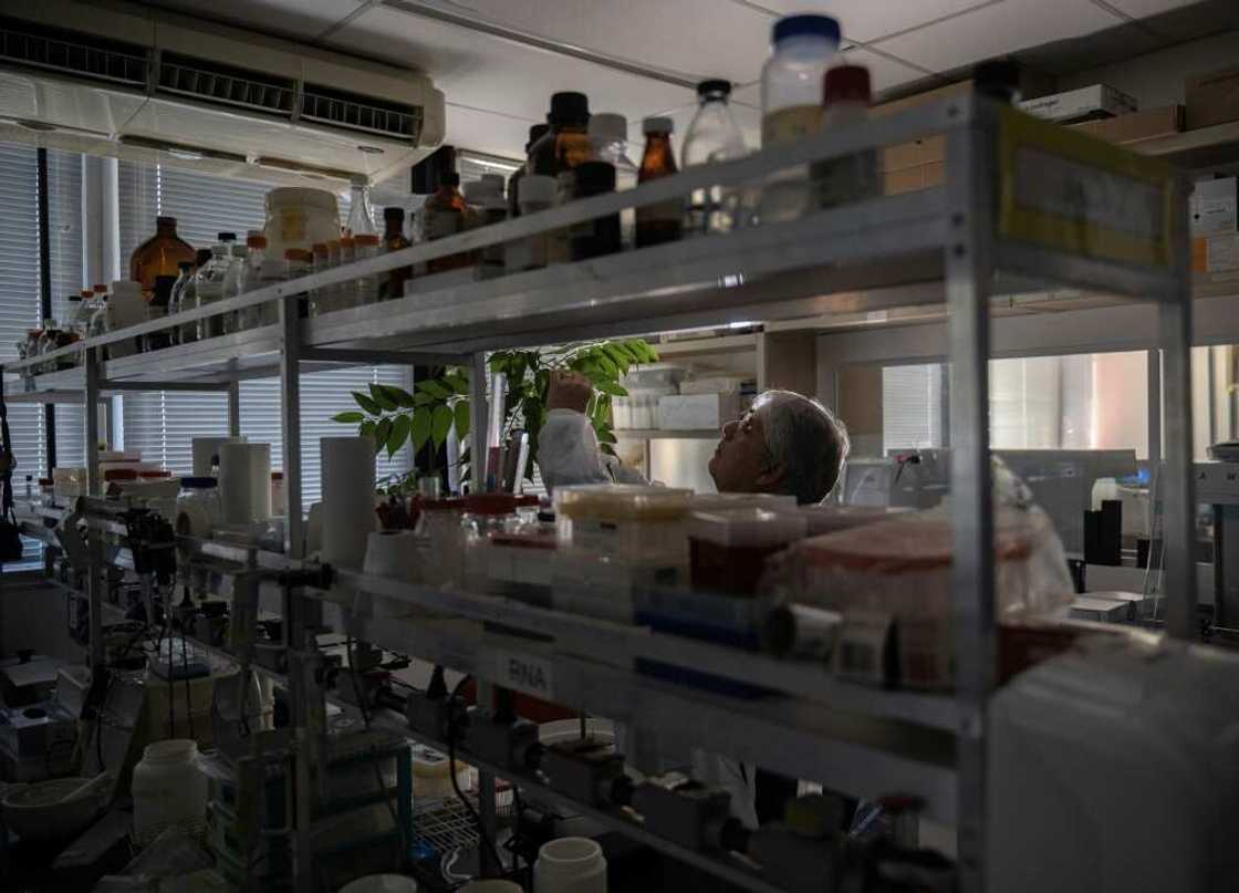 Trema micrantha blume contain one of the ingredients in marijuana, CBD, which shows promise treating epilepsy, autism, anxiety and chronic pain, but not the other main ingredient THC that makes people high Trema micrantha blume contain one of the ingredients in marijuana, CBD, which shows promise treating epilepsy, autism, anxiety and chronic pain, but not the other main ingredient THC that makes people high