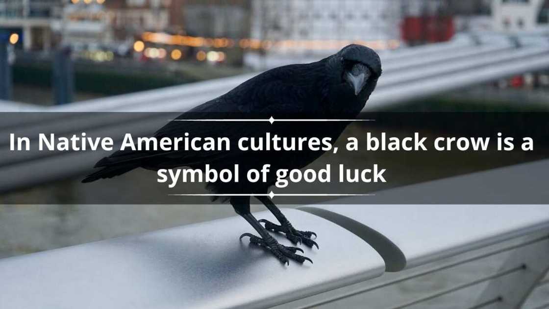what does a black crow mean what does a black crow mean