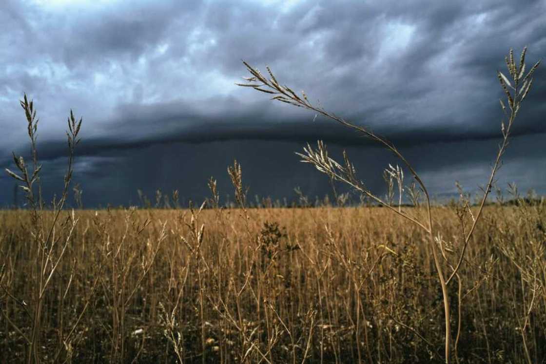 A heatwave across the ocean in Canada, the world's top mustard seed producer, is to blame for the drastic shortage that has dragged on for months in France A heatwave across the ocean in Canada, the world's top mustard seed producer, is to blame for the drastic shortage that has dragged on for months in France