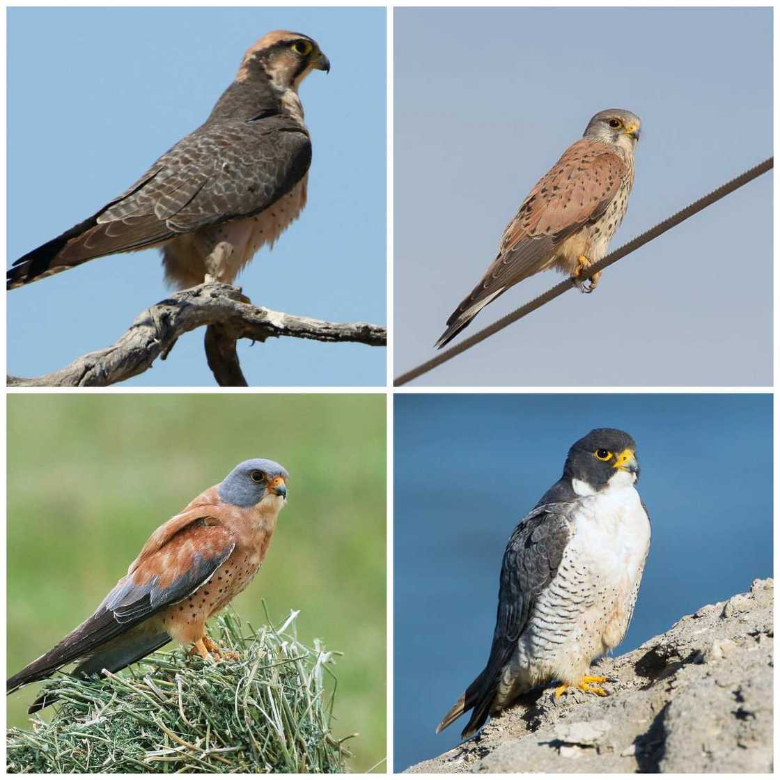 Falconiformes type Falconiformes type