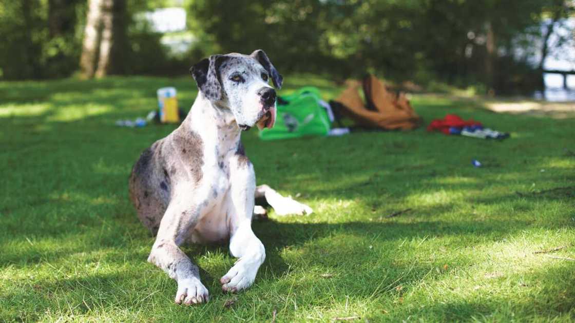 A blue Merle Great Dane is sitting on the grass A blue Merle Great Dane is sitting on the grass
