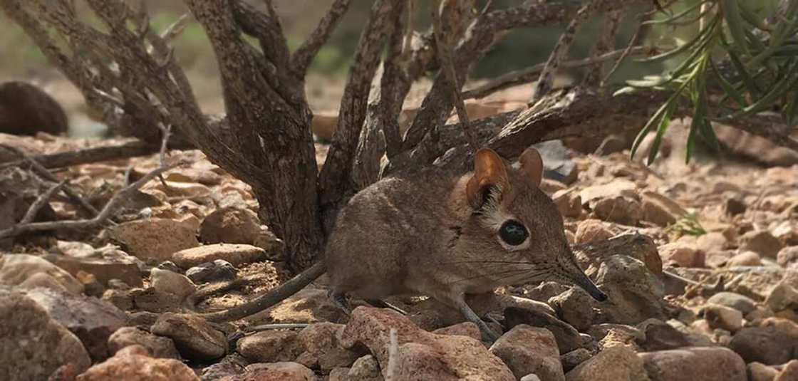 Tiny elephant shrew rediscovered in Africa after 50 years of hiding Tiny elephant shrew rediscovered in Africa after 50 years of hiding