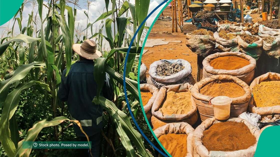 Empty rice and maize fields in Kwara abandoned by farmers fearing armed attacks