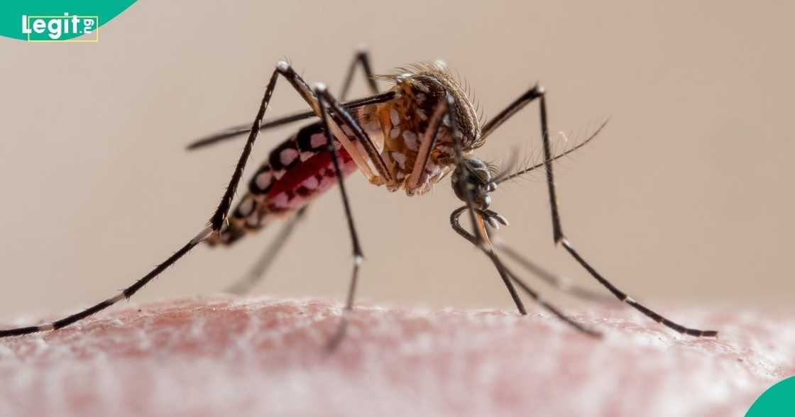 Google seeks approval to release 32 million sterilised mosquitoes in the US