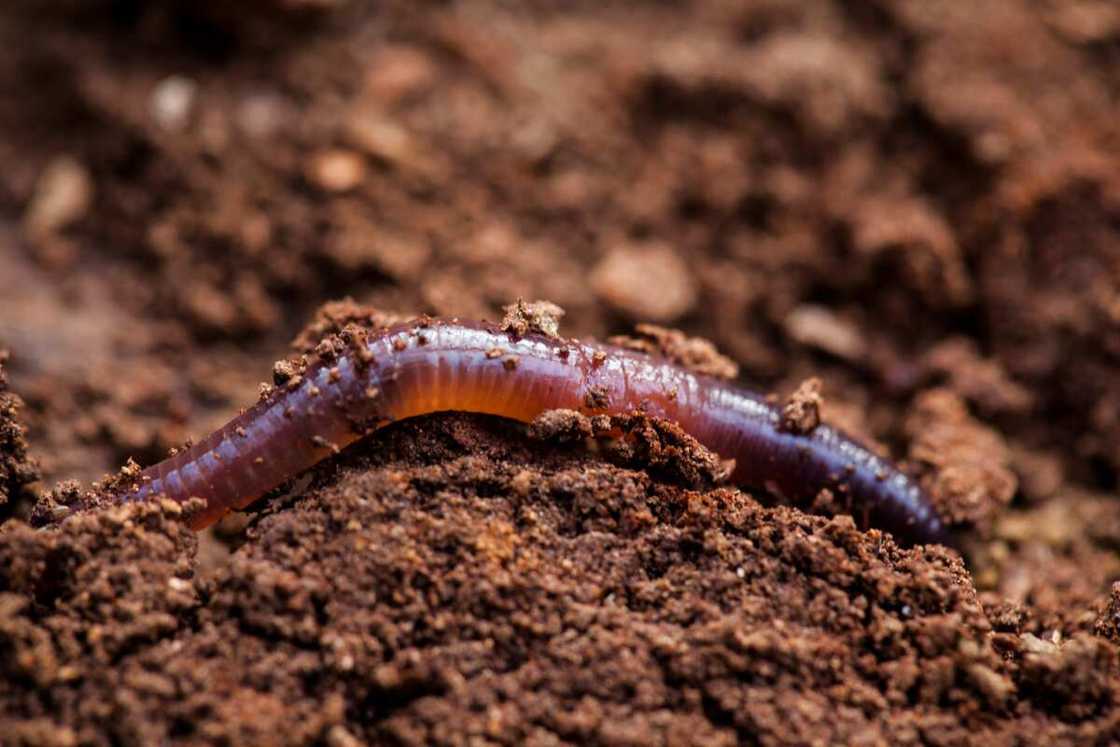 Earthworm digging itself in the humid soil Earthworm digging itself in the humid soil